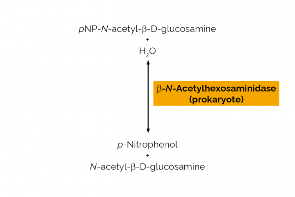 beta-N-Acetylhexosaminidase prokaryote E-BNAHP Scheme